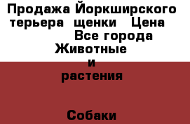 Продажа Йоркширского терьера, щенки › Цена ­ 20 000 - Все города Животные и растения » Собаки   . Мордовия респ.